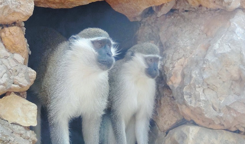 קופים בגן החיות (צילום: גן החיות הלימודי בחיפה)