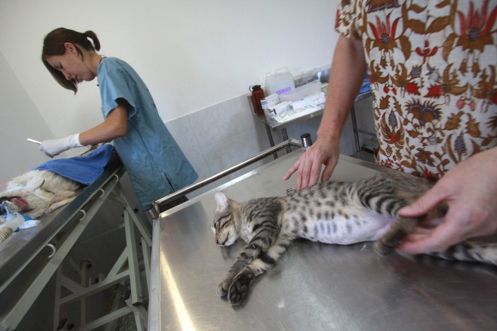 עיקור חתולים (צילום: אמיל סלמן)