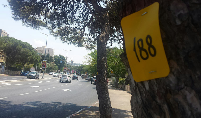 עץ מסומן ברחוב מוריה