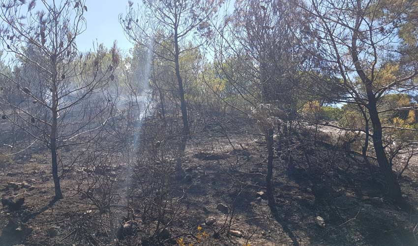 שריפה בפארק הכרמל (צילום: דוברות כיבוי והצלה)