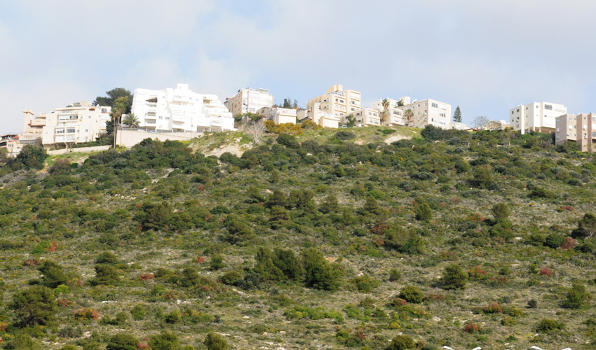 השטח השעליו מתוכננת שכונת מורדות לינקולן (צילום: רמי שלוש)