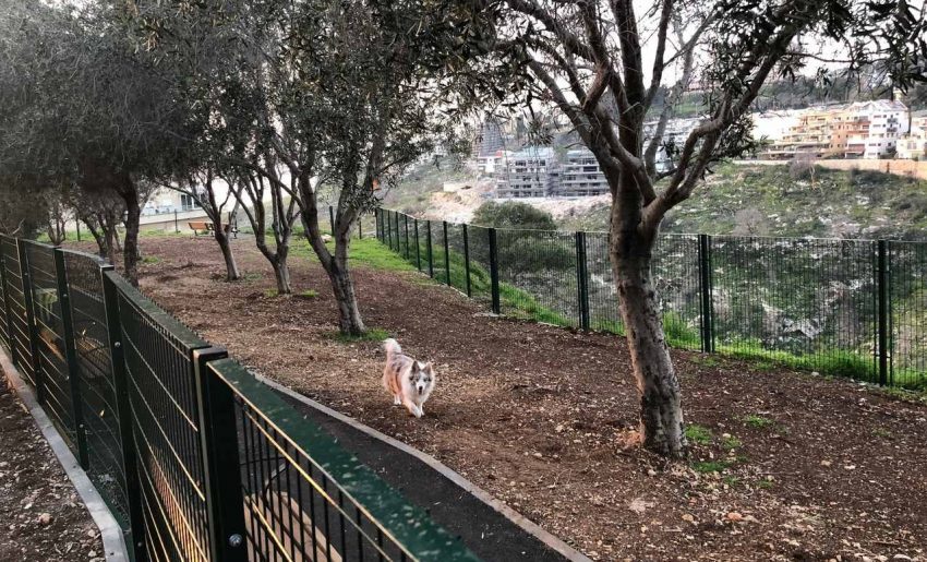 פארק הכלבים ברמת אשכול