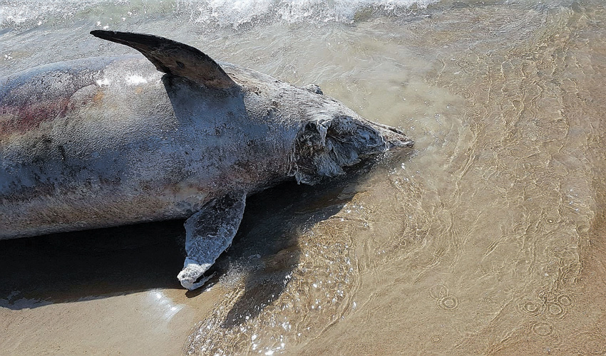 גופת הדולפין שנפלטה לחוף נירוונה (צילום: צביקה לזר)