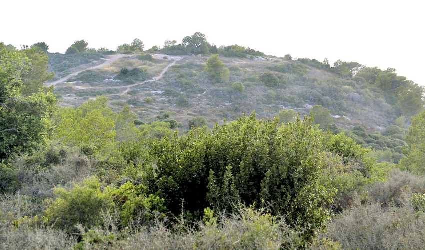 השטח שבו מתוכננת לקום שכונת רמת גוראל (צילום: קובי פאר)