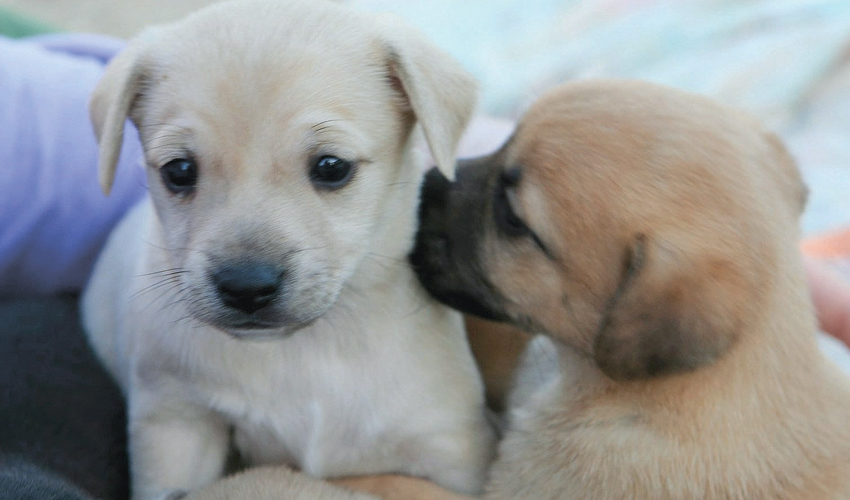 גורי כלבים (צילום: עמותת תנו לחיות לחיות)