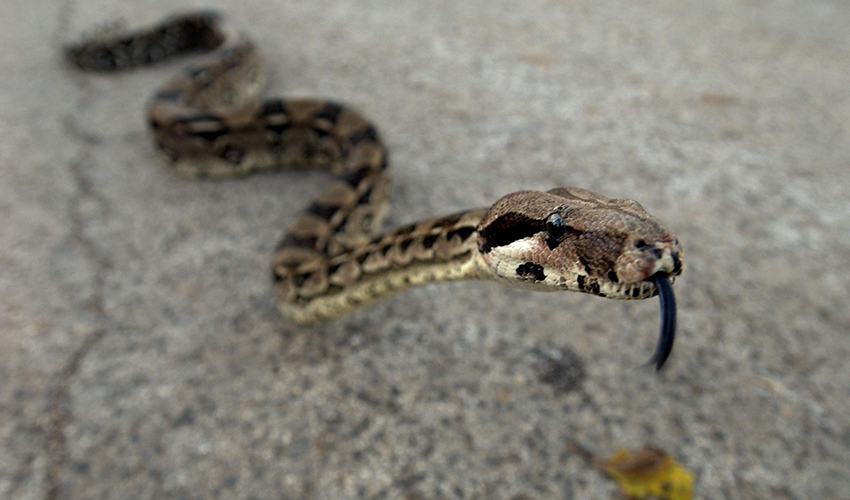 נחש צפע (צילום: ירון קמינסקי)