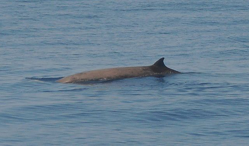 לווייתן מהמין זיפיוס חלול חרטום (צילום: עמנואל בלטאסר)