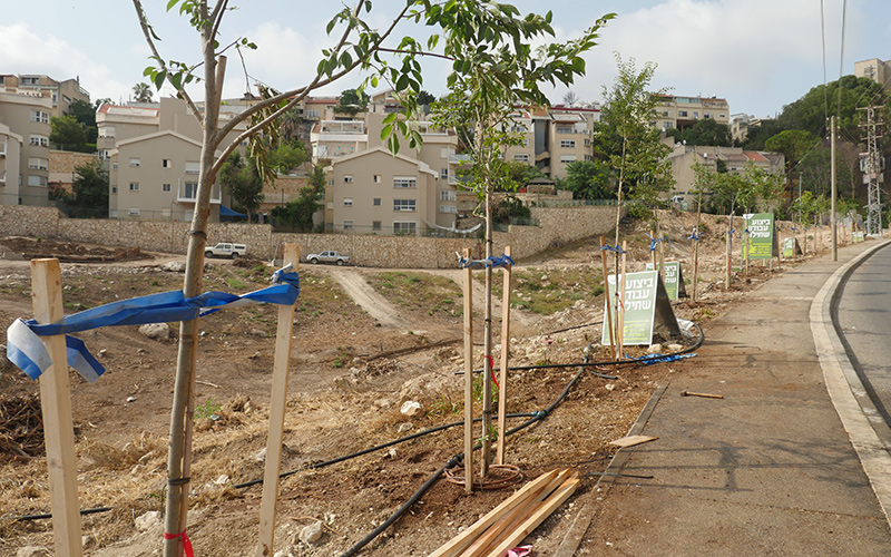 נטיעת עצים בחיפה (צילום: דוברות עיריית חיפה)