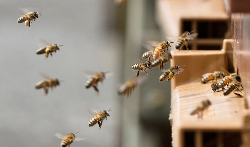 דבורים עפות לכוורת (צילום: Johanna Geron, Reuters)
