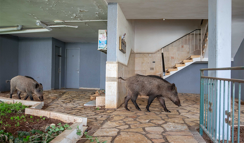 חזיר בר בחיפה (צילום: אוהד צויגנברג)