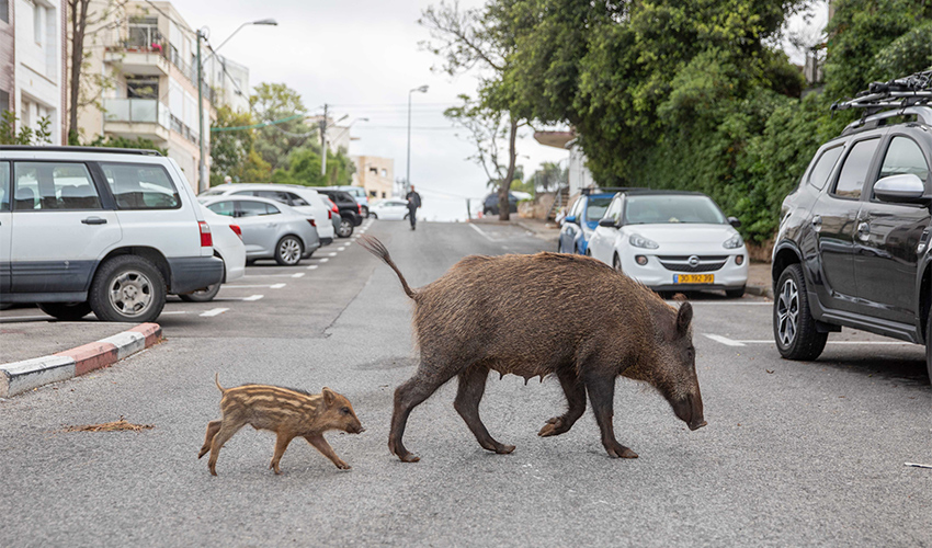 חזירי בר בחיפה (צילום: אוהד צויגנברג)