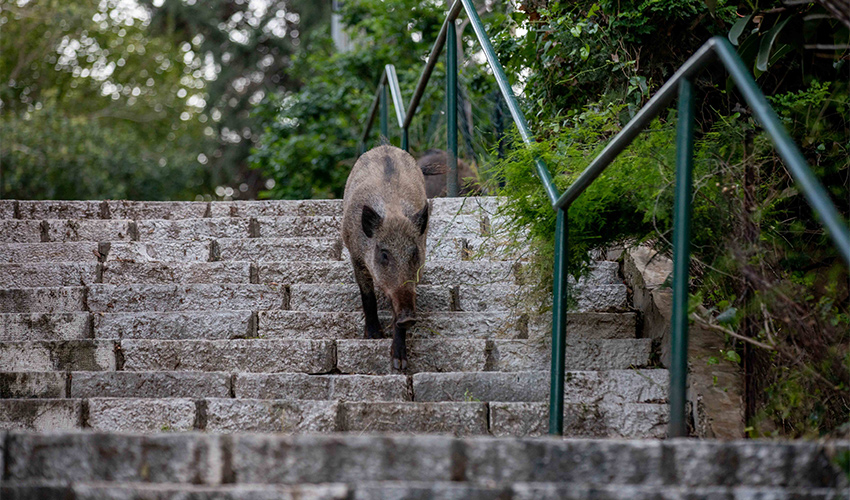 חזיר בר בחיפה (צילום: אוהד צויגנברג)