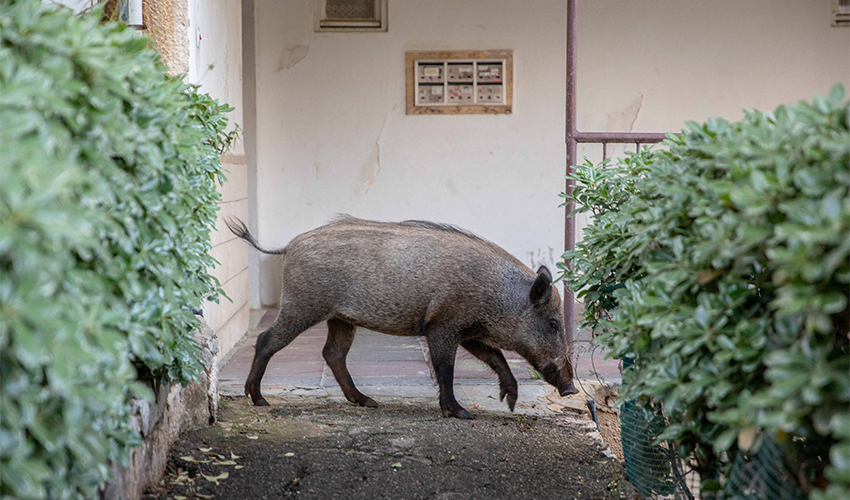 חזיר בר בחיפה (צילום: אוהד צויגנברג)