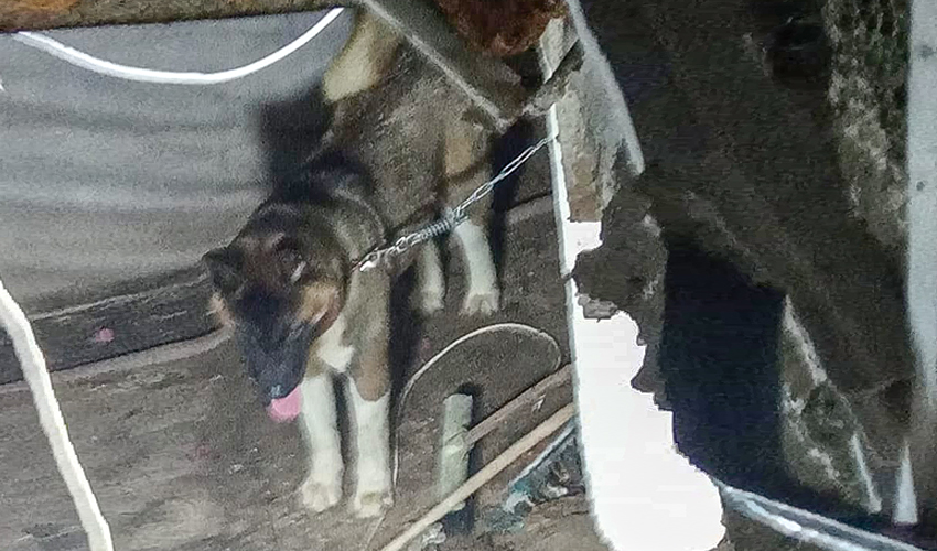 הכלב בחצר של בעליו, השבוע