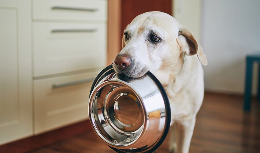 כלב מבקש אוכל (צילום: shutterstock/Jaromir Chalabala)