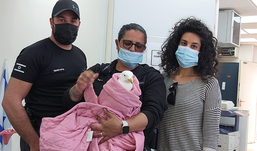 עובדי אגף החופים עם השחף הפצוע (צילום: דוברות עיריית חיפה)