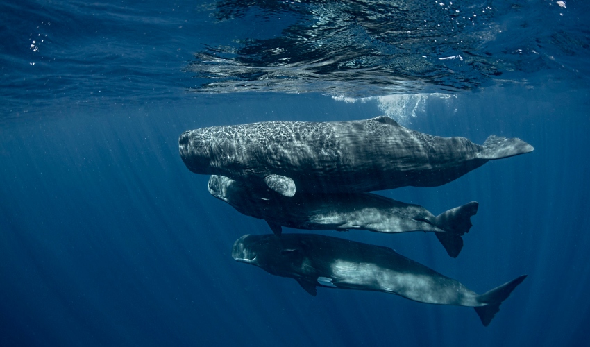 לווייתן ראשתן (צילום: אמאנדה קוטון)