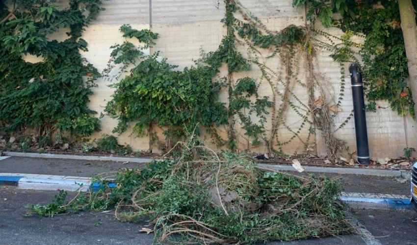 הצמחייה שנעקרה מהחומה ברחוב מונטיפיורי (צילום: גבי נוריאל)