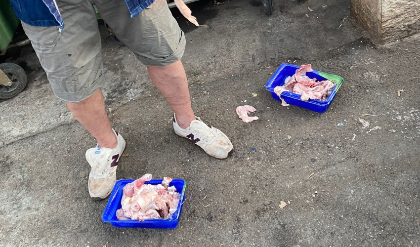 מזון לחזירים בשפרינצק (צילום: אגף האכיפה העירוני)