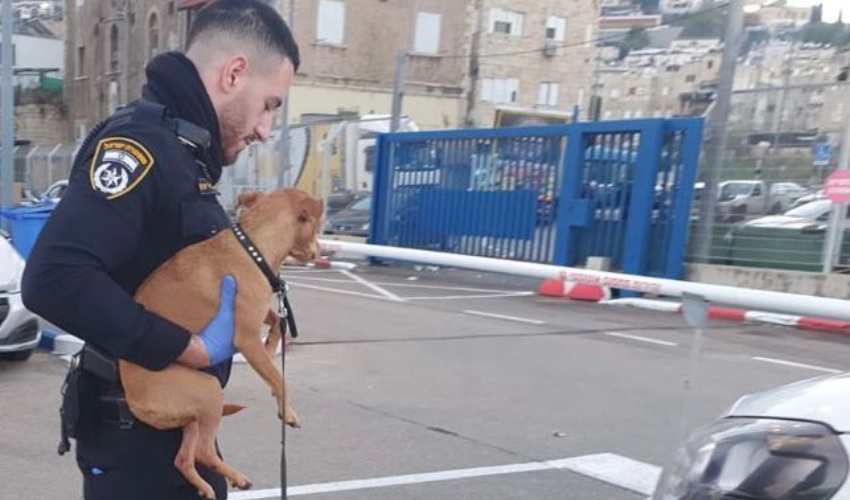 הכלבה שעברה התעללות מועברת לטיפול אצל הווטרינר העירוני (צילום: דוברות המשטרה)