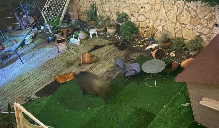 חזיר בר נכנס לגינה פרטית וזורע הרס רב