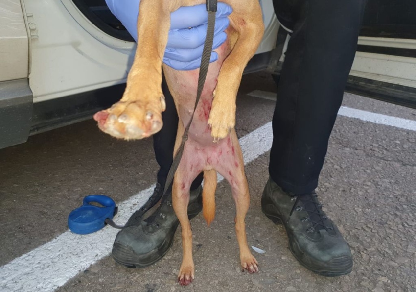 הפציעות על גופה של הכלבה שעברה התעללות (צילום: דוברות המשטרה)
