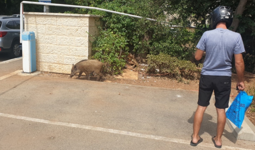 חזיר בר בחיפה (צילום: בועז כהן)