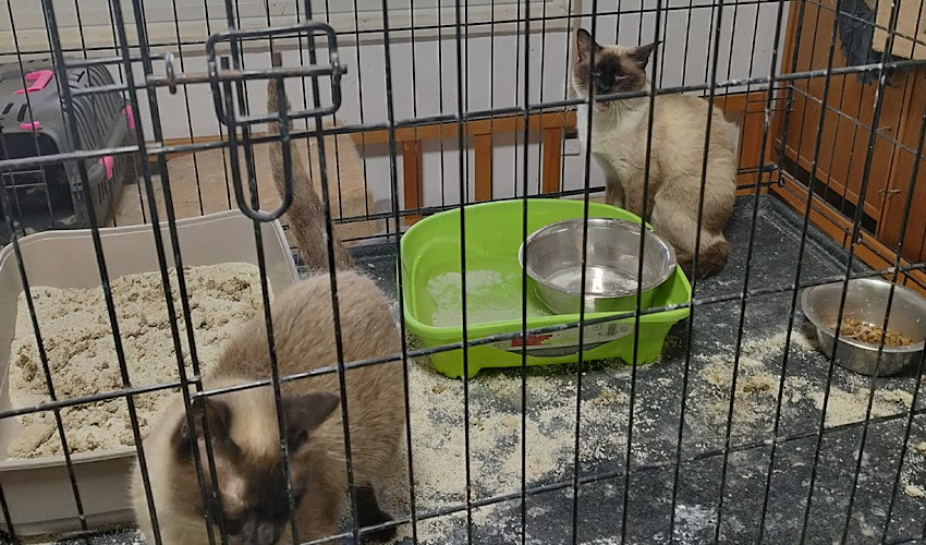 שניים מהחתולים שניצלו (צילום: דוברות עיריית חיפה)