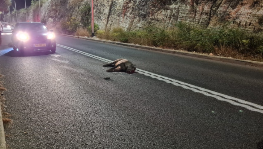 תאונת אופנוע עם חזיר בר בדרך סטלה מאריס (צילום: דוברות איחוד הצלה)