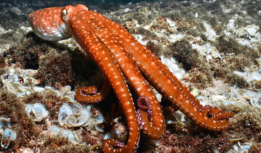 תמנון בשמורת ראש כרמל (צילום: אילן אלגרבלי)