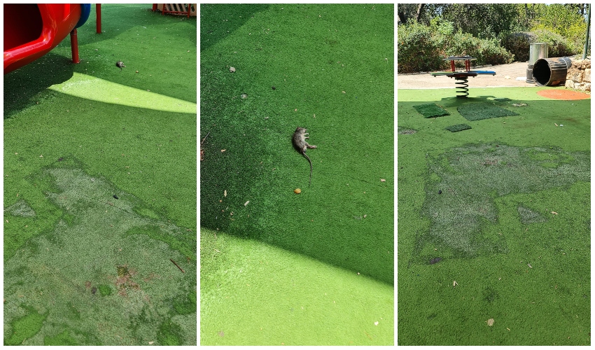 ההזנחה, הלכלוך וגוויית החולדה בגן חיל הים בכרמל צרפתי (צילום: רובי אנגל)