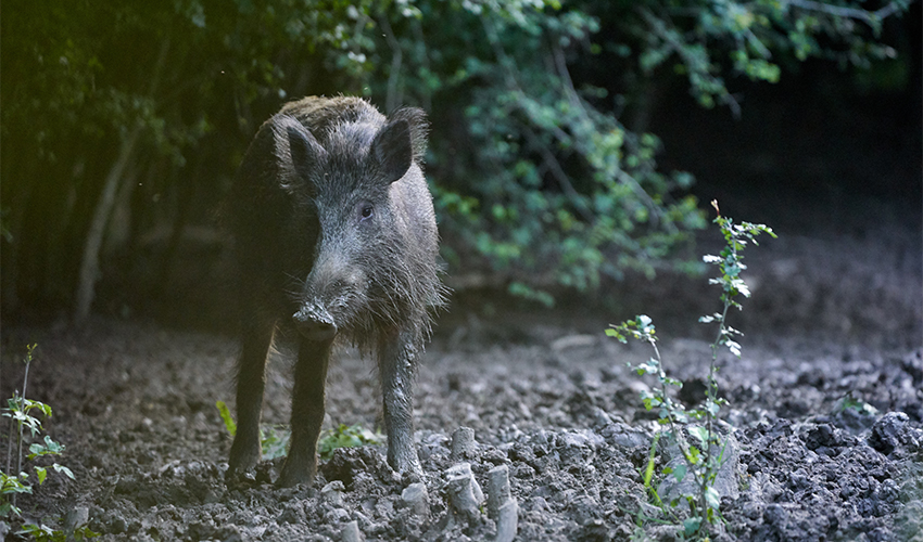 חזיר בר (צילום: Xalanx/depositphotos.com)