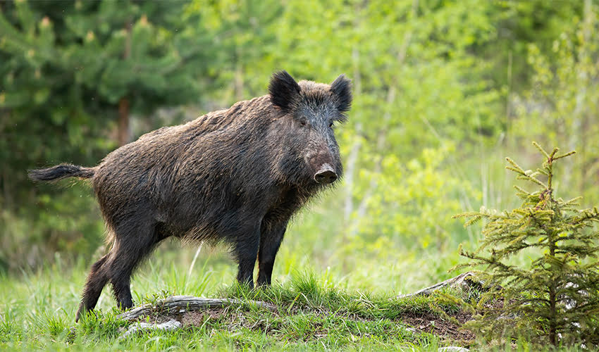 חזיר בר (צילום: JakubMrocek/depositphotos.com)