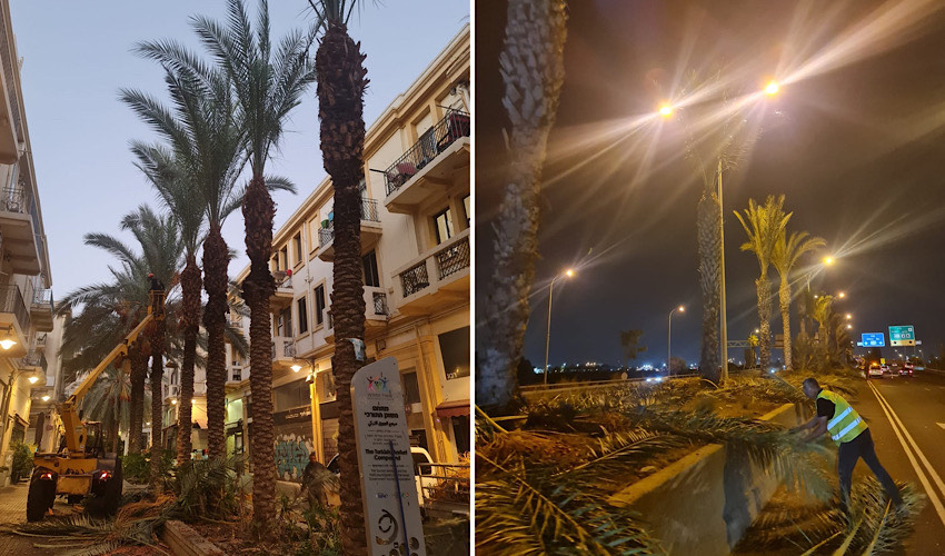 חיתוך סכך (צילומים: דוברות עיריית חיפה)