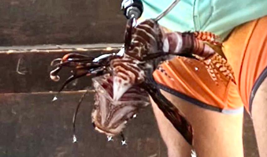 הזהרון שנלכד (צילום: דוברות עיריית חיפה)