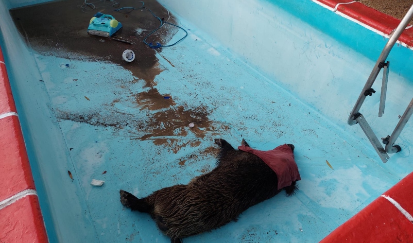 החזיר מורדם בבריכה