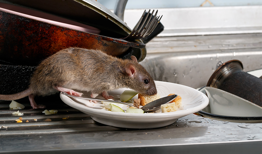 עכבר באוכל (אילוסטרציה: tog/depositphotos.com)