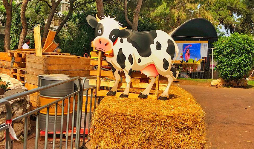 חג שבועות (צילום: דוברות עיריית חיפה)