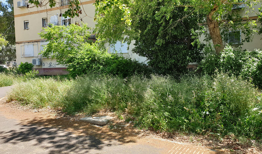 השטח שבו היתה נטועה הגדר החיה (צילום: בועז כהן)