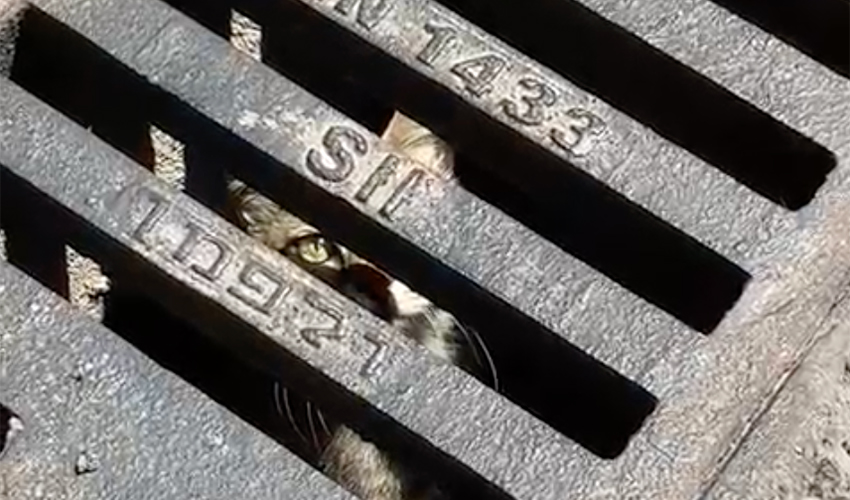 החתול בתוך שוחת הניקוז (צילום: יעל לדרר)