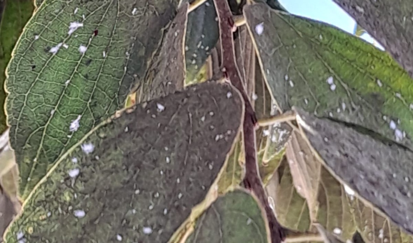 כנימה קמחית (צילום: גליה ילין)