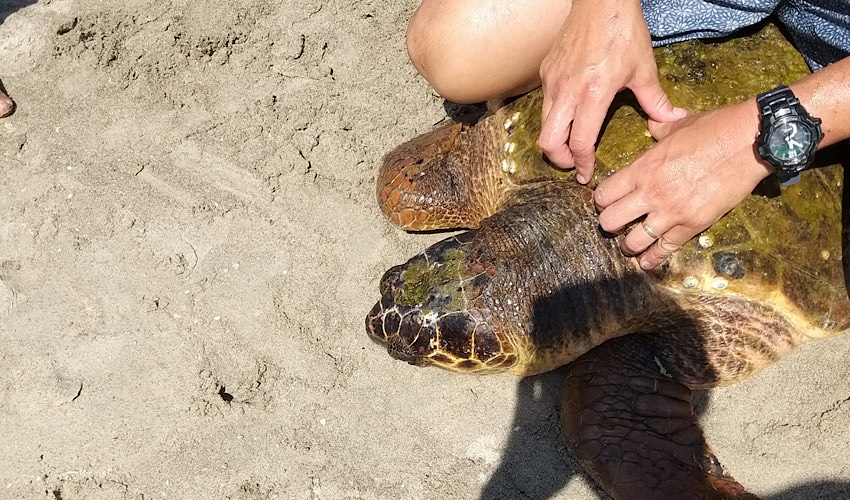 הצב הענק שניצל (צילום: דוברות עיריית חיפה)
