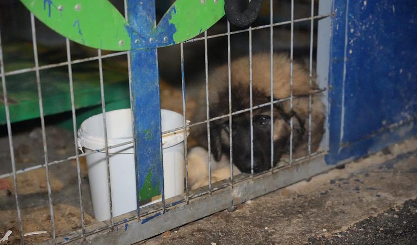 אחד מהכלבים שלפי החשד עברו התעללות (צילום: דוברות המשטרה)