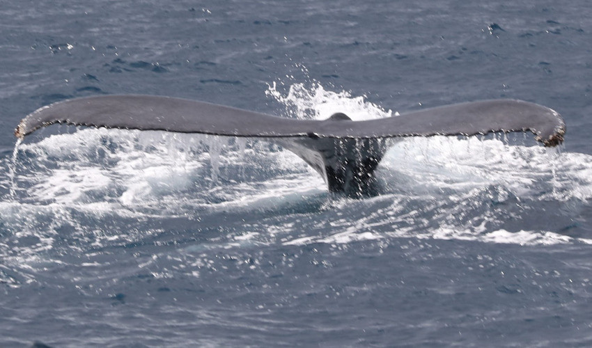 סנפיר הזנב של לווייתן גדול סנפיר (צילום: ד"ר עוז גופמן)