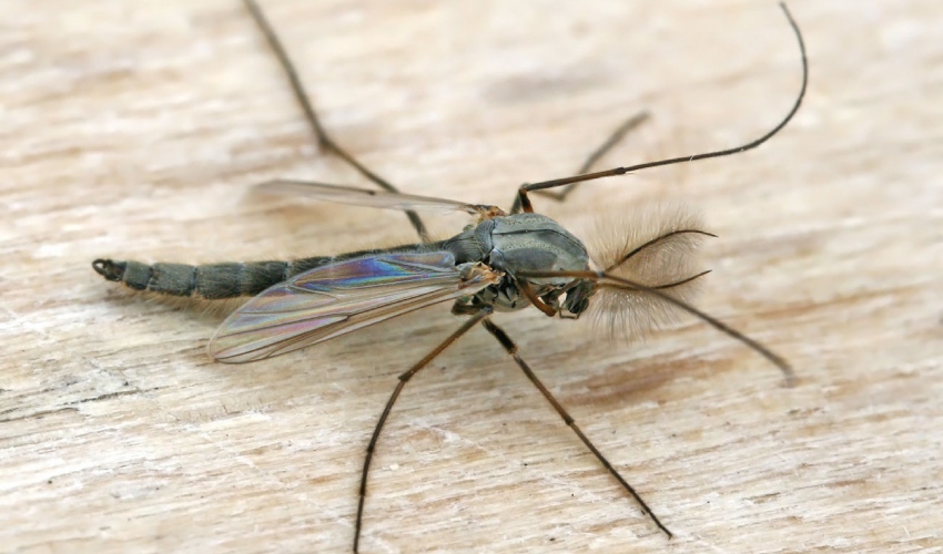 יתוש (צילום: ויקימדיה Tados)