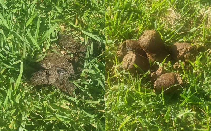 מקבץ חלקי של צואת כלבים בגן אזולאי (צילום: אלינור מנצ'ל)