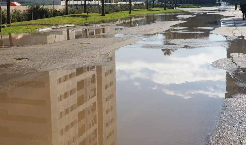 שלוליות ענק בטיילת קרית אליעזר (צילום: בועז כהן)