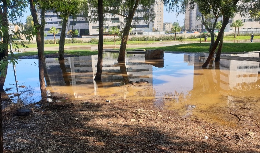 שלוליות ענק בטיילת קרית אליעזר (צילום: בועז כהן)