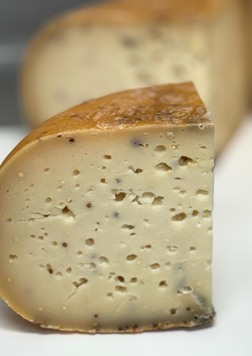 גאודה בהולנד, מרעה ב"חדר חלב" (צילום: חגית הורנשטיין)