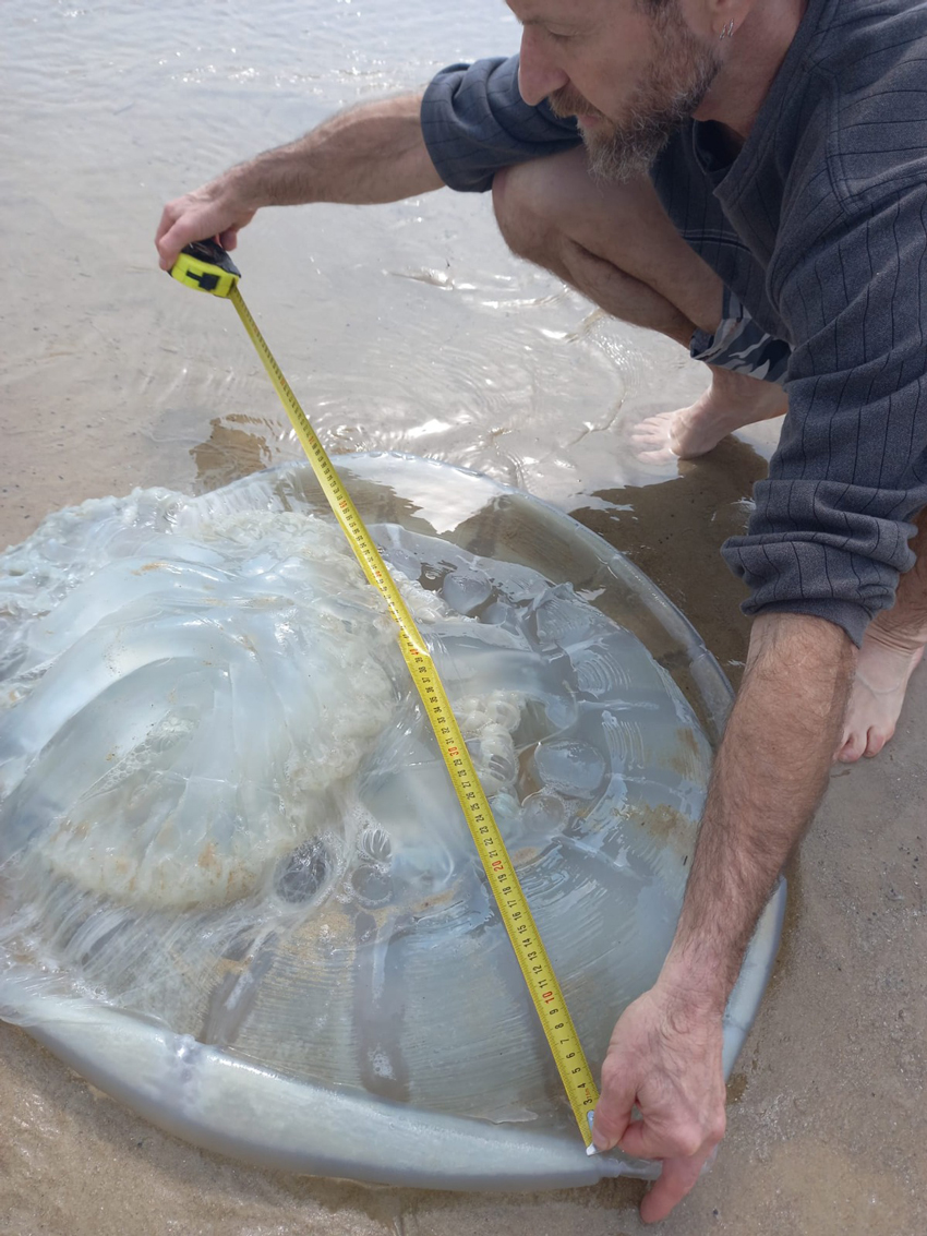 מדוזה בקוטר של 80 ס"מ (צילום: ד"ר דור אדליסט)